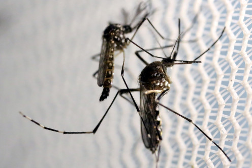 Zika found in Miami mosquitoes