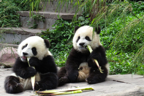 Panda conservation