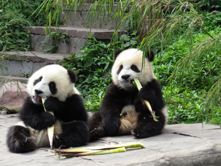 Panda conservation