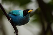 Native Hawaiian birds close to extinction