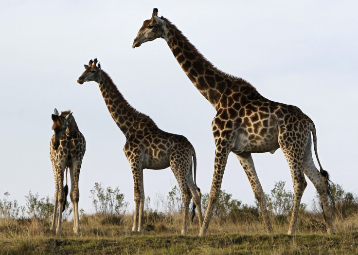Giraffes-MosselBay