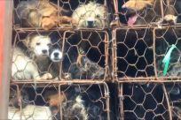 Activists Rescue Nearly 1,000 Dogs and Cats Heading To Slaughterhouses In China