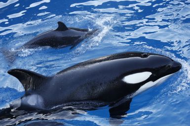 California bans orca breeding