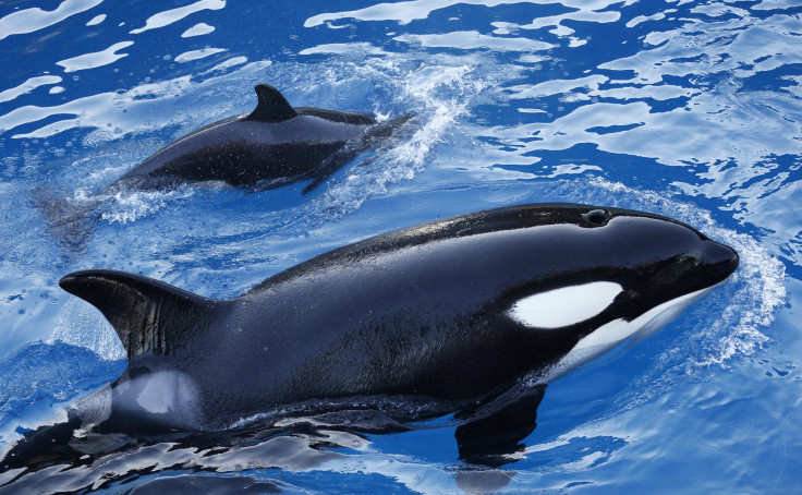 California bans orca breeding