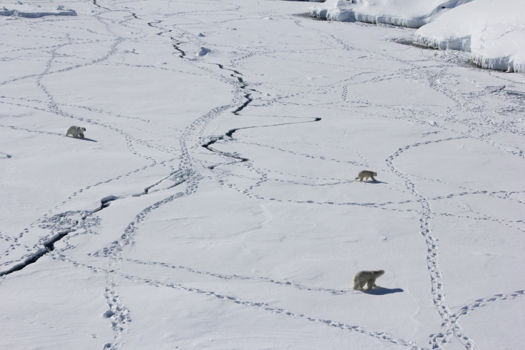 PolarBearsArctic