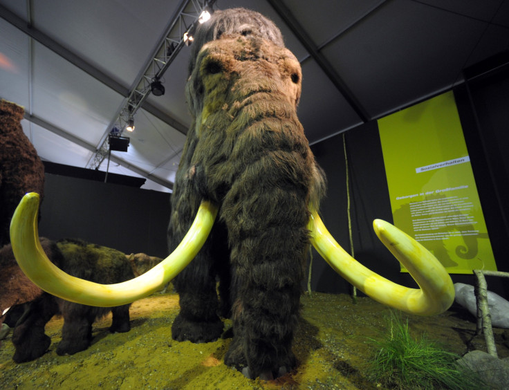 mammoth skull found in California