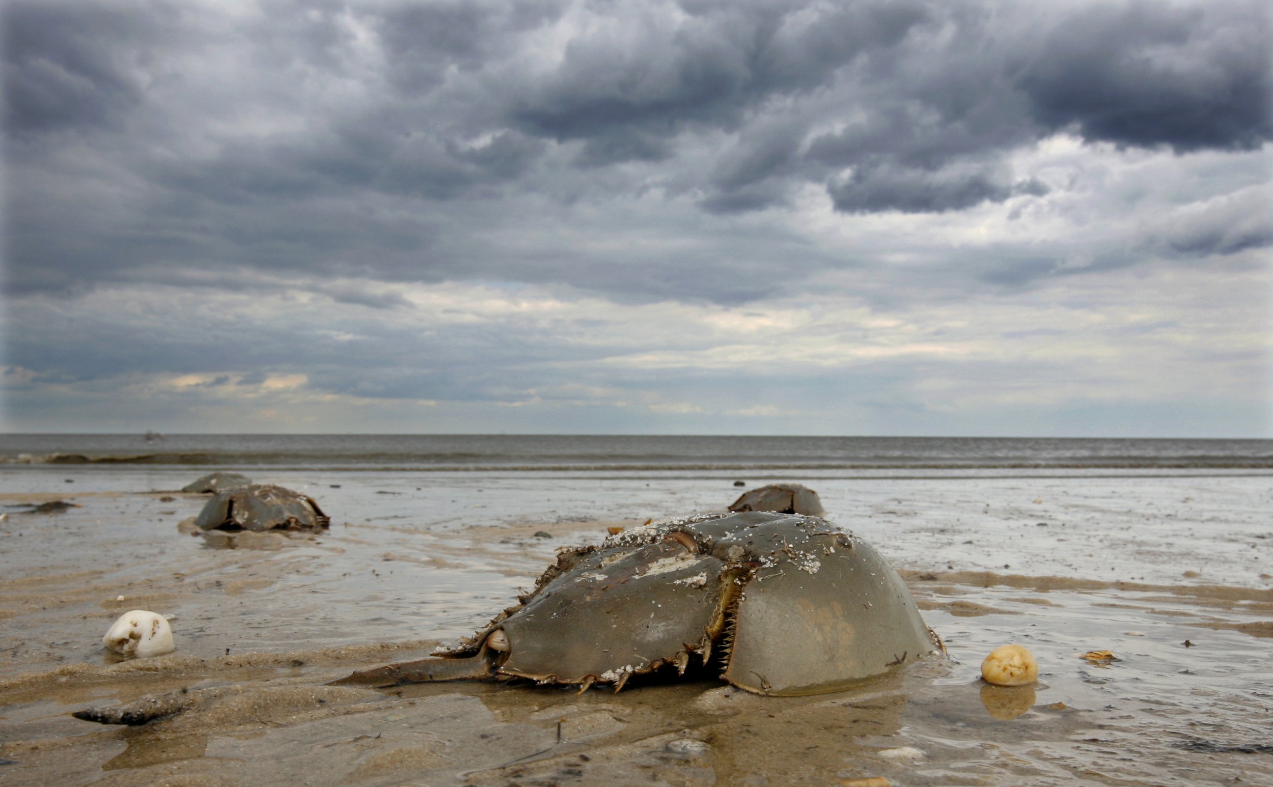 why-are-horseshoe-crabs-dying-in-japan-living-fossil-crabs-are