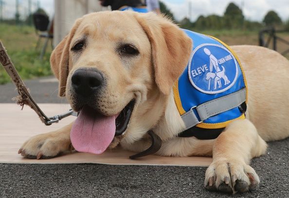 National Dog Week 2016: Facts And Photos Celebrating Man's Best Friend