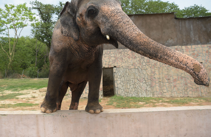 Elephant at Kenya's Tsavo National Zoo kills an Italian tourist. 