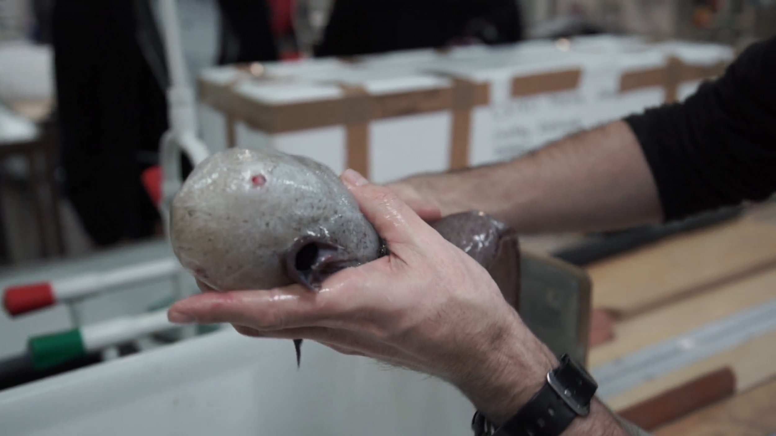 Weird Faceless Fish Found In The Australian Abyss 