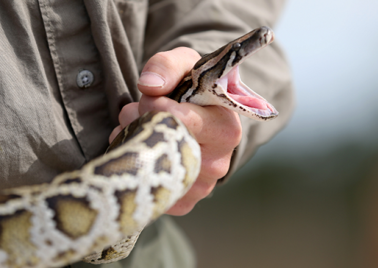 Florida officials discover Burmese python hatchlings in Key Largo