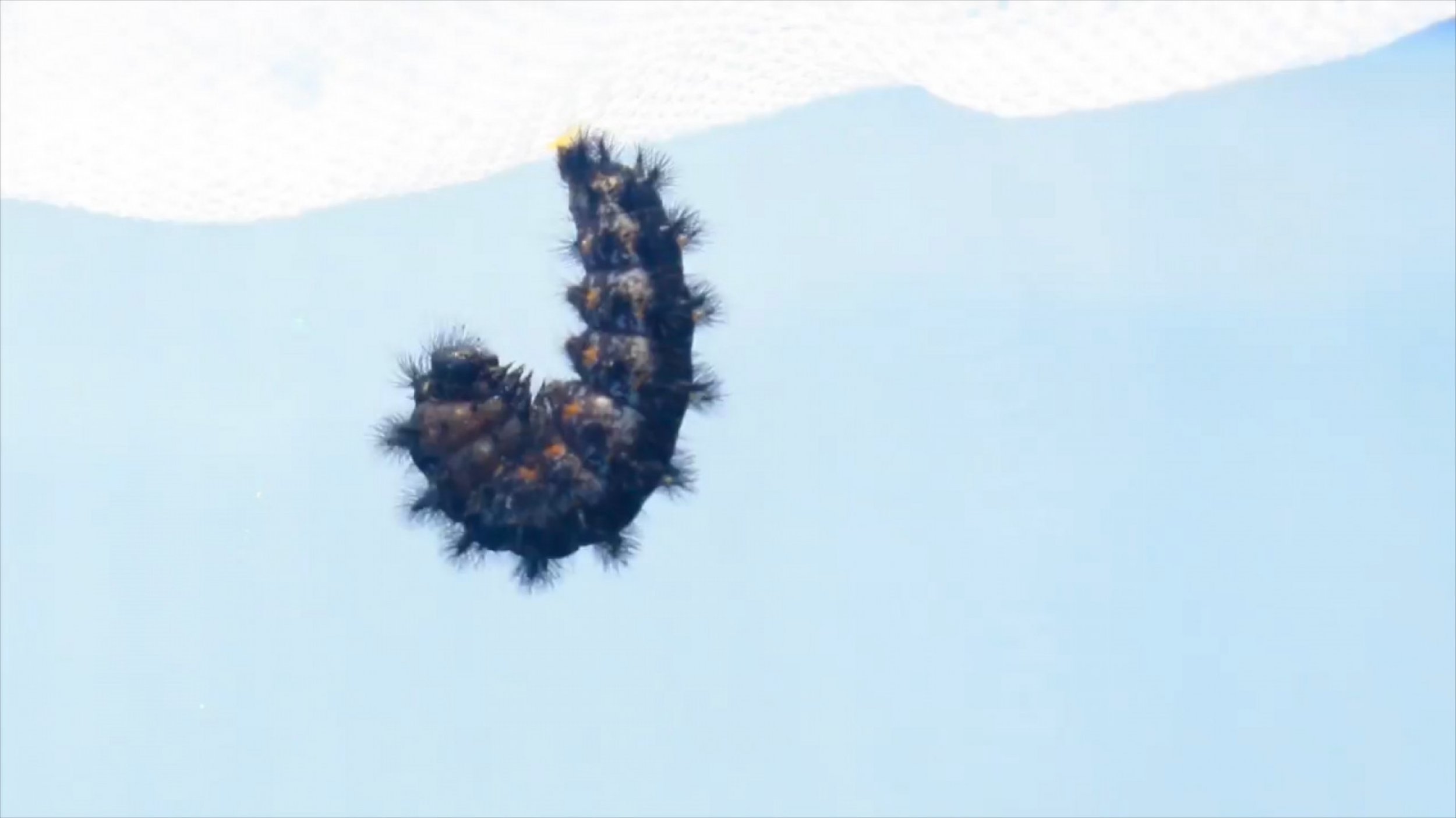 Impressive Footage Shows Transformation Of Caterpillar Into Chrysalis