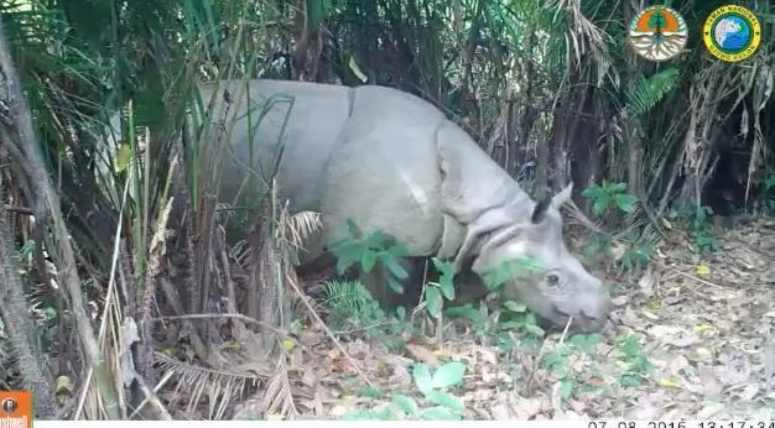 Rare Javan Mother Rhino With Her Calves