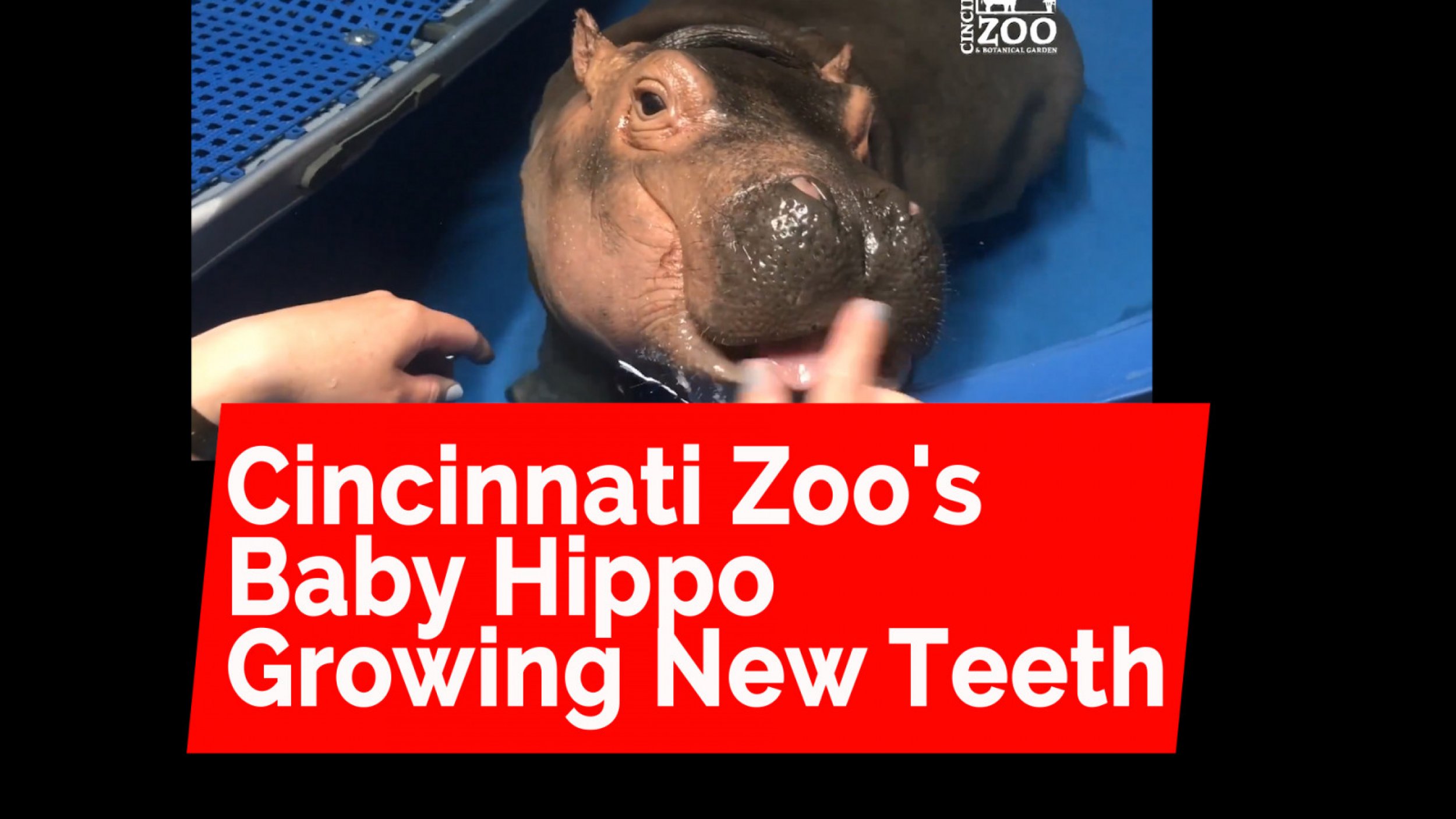  Cincinnati Zoos Baby Hippo Growing New Teeth