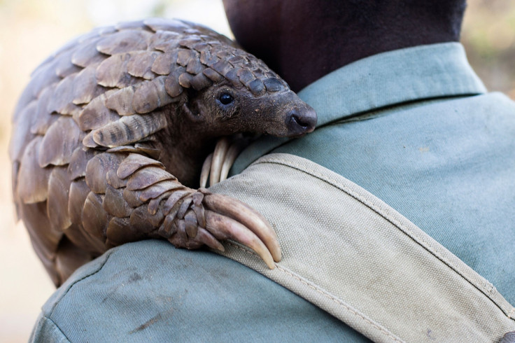 ban on pangolin trade