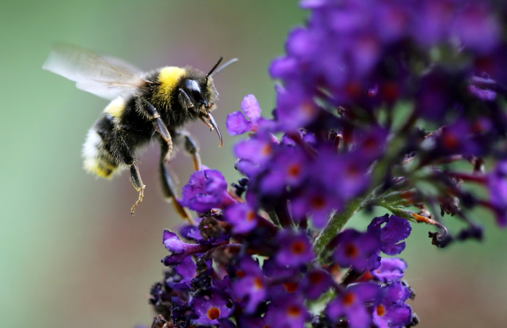 bumblebee intelligence