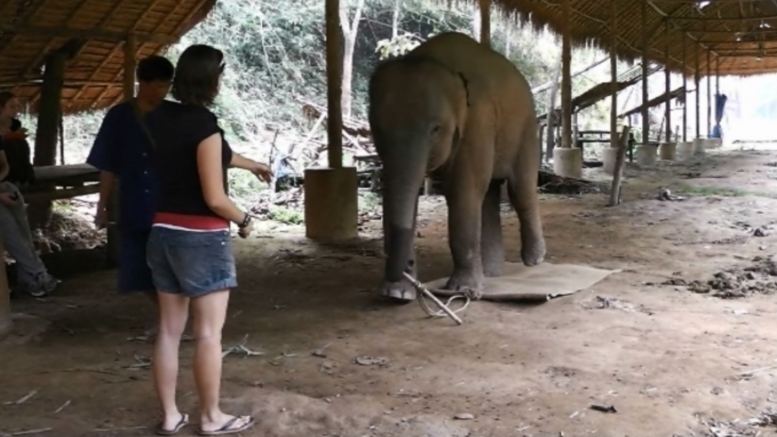 Elephants are aware of their own bodies