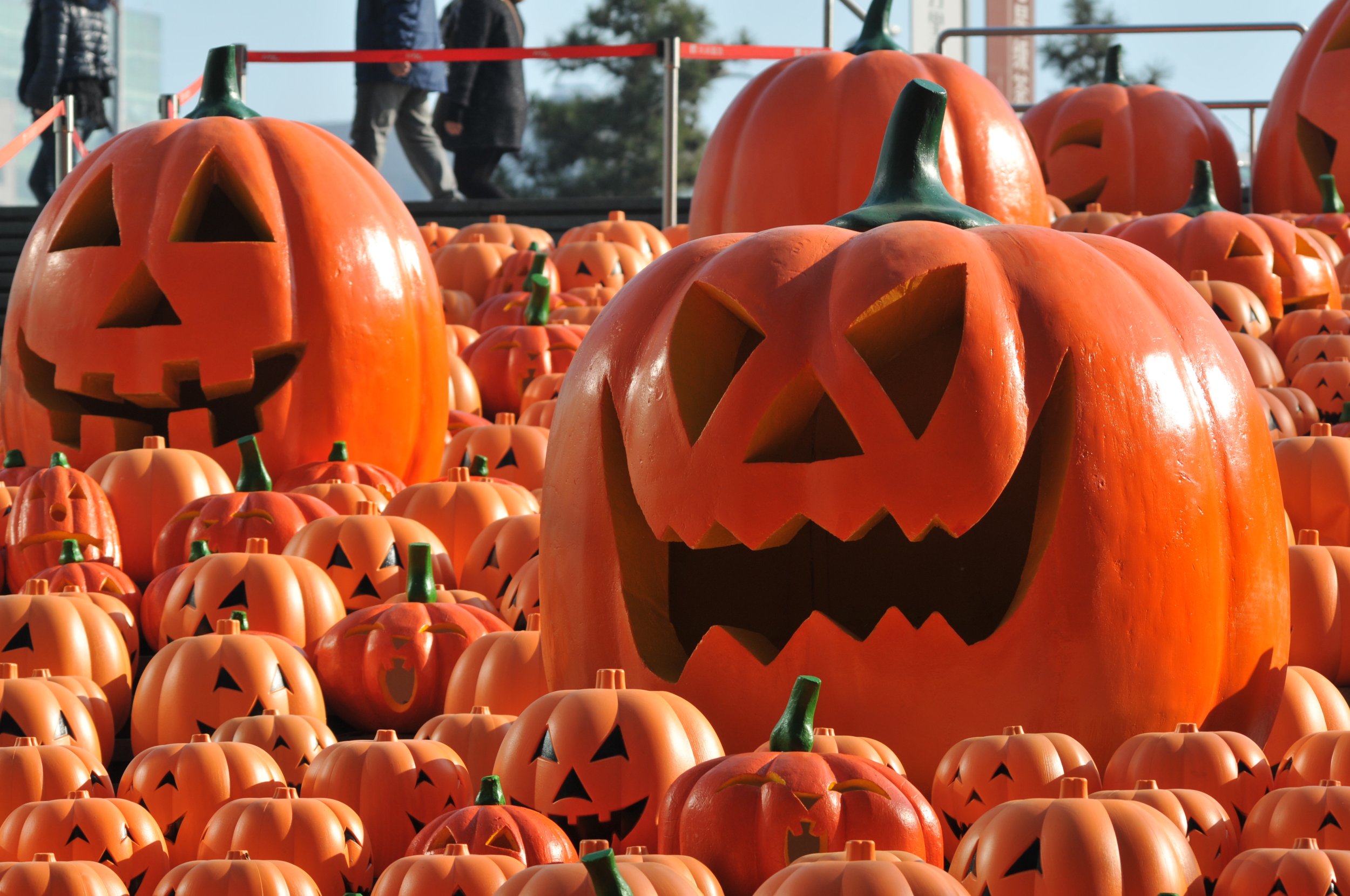 Halloween May Be Pumpkin-Less For Some As Shortage, High Prices Strike ...