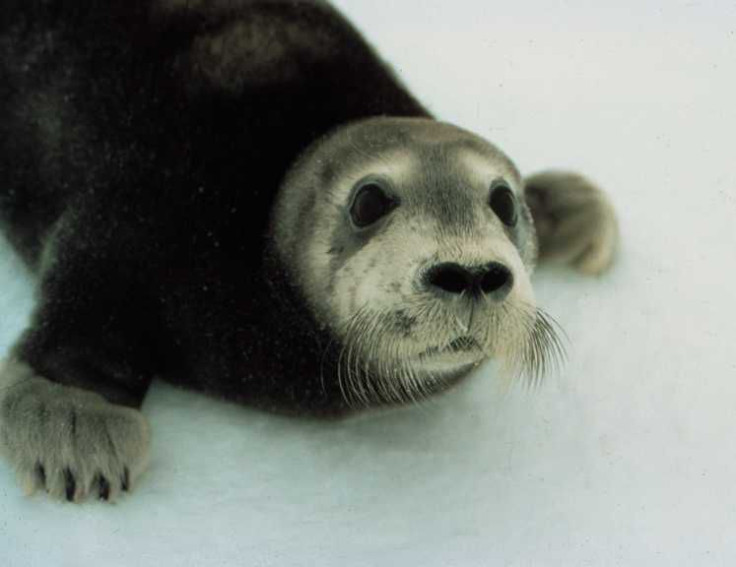 BeardedSealPup_NOAA_FPWC