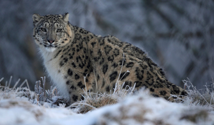 SnowLeopard