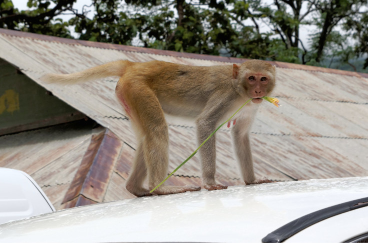 RhesusMacaque