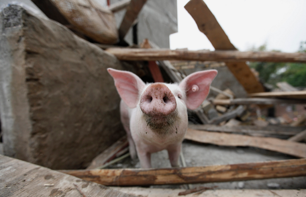 A woman in Kansas gets a life sentence after her stepson is left to die in a pigpen.
