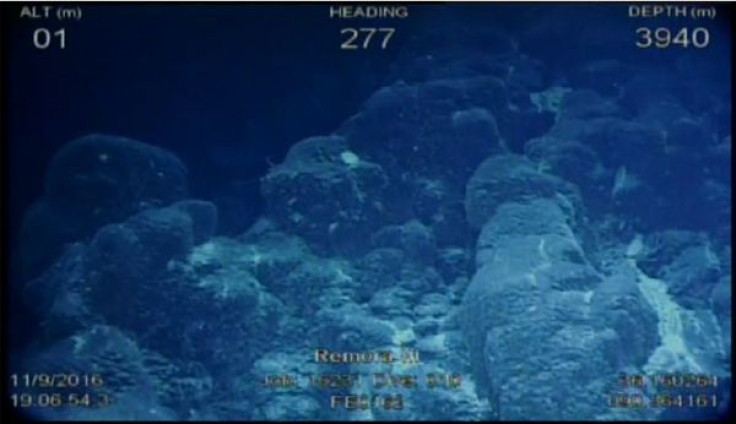 frame-grab-from-rov-camera_dive10