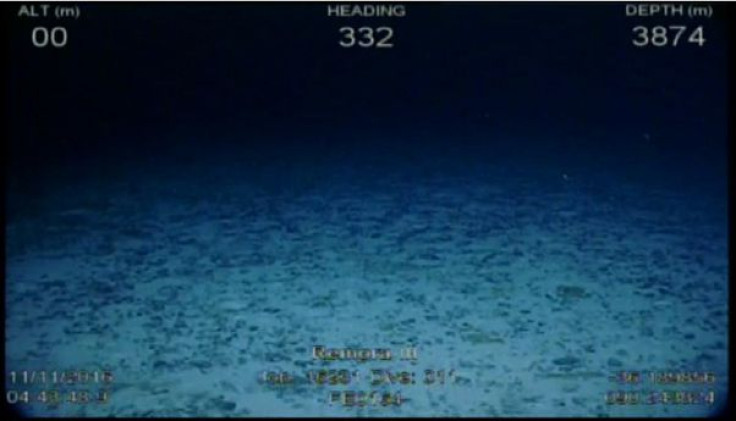 rov-video-frame-grab_dive11