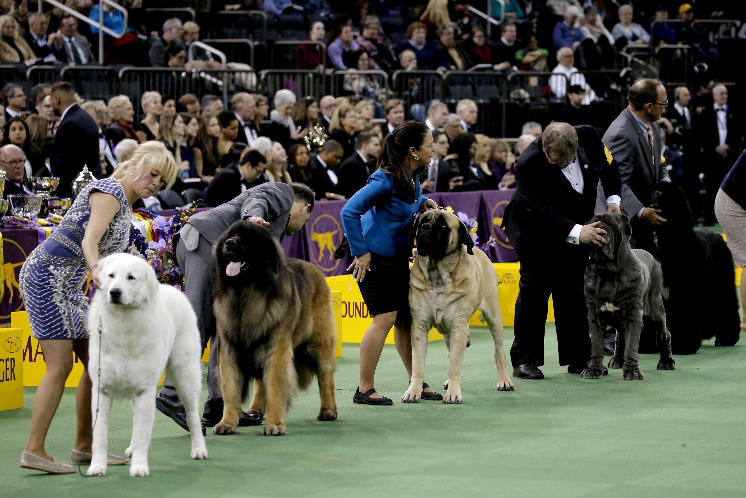 Where Is The Thanksgiving Day Dog Show