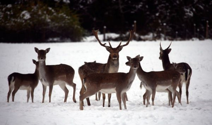 Two deer test positive for chronic wasting disease in Minnesota.