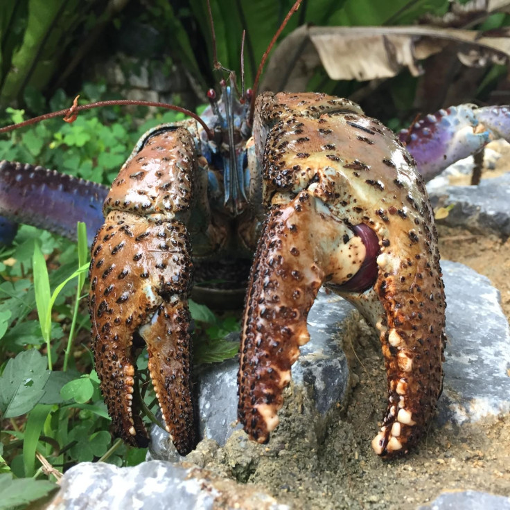 CoconutCrab