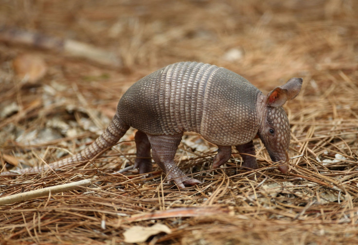 Armadillo