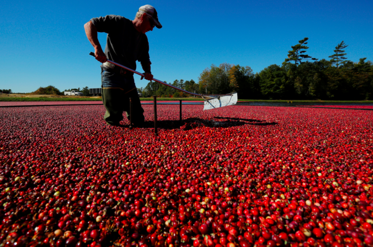 Cranberry Sauce