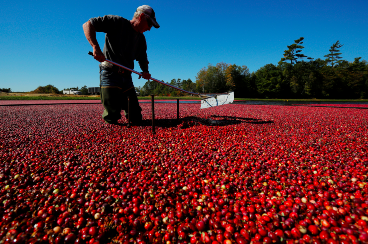 Cranberry Sauce 