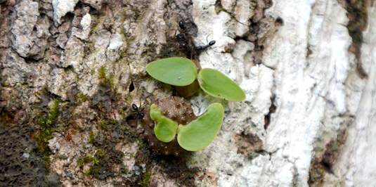 FarmerAnts