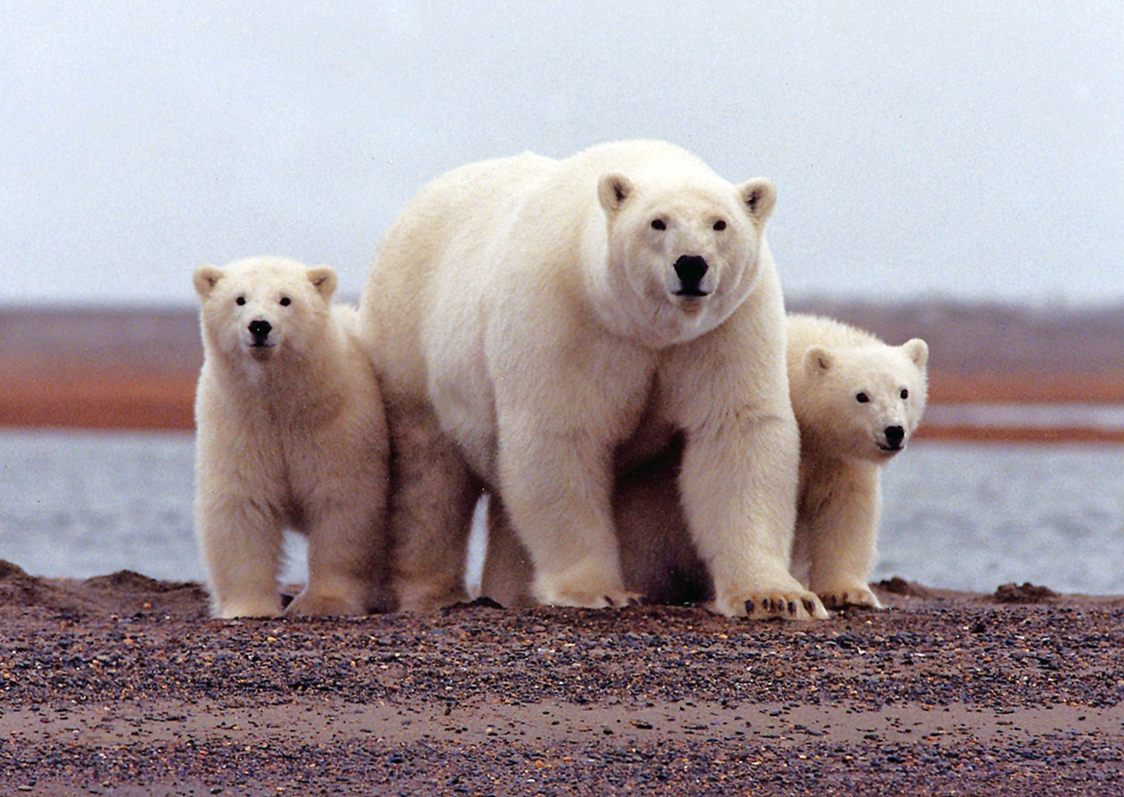 Polar Bear Attacks, Seriously Injures 50-Year-Old Man, Victim Survives 