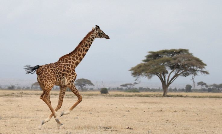 Giraffe