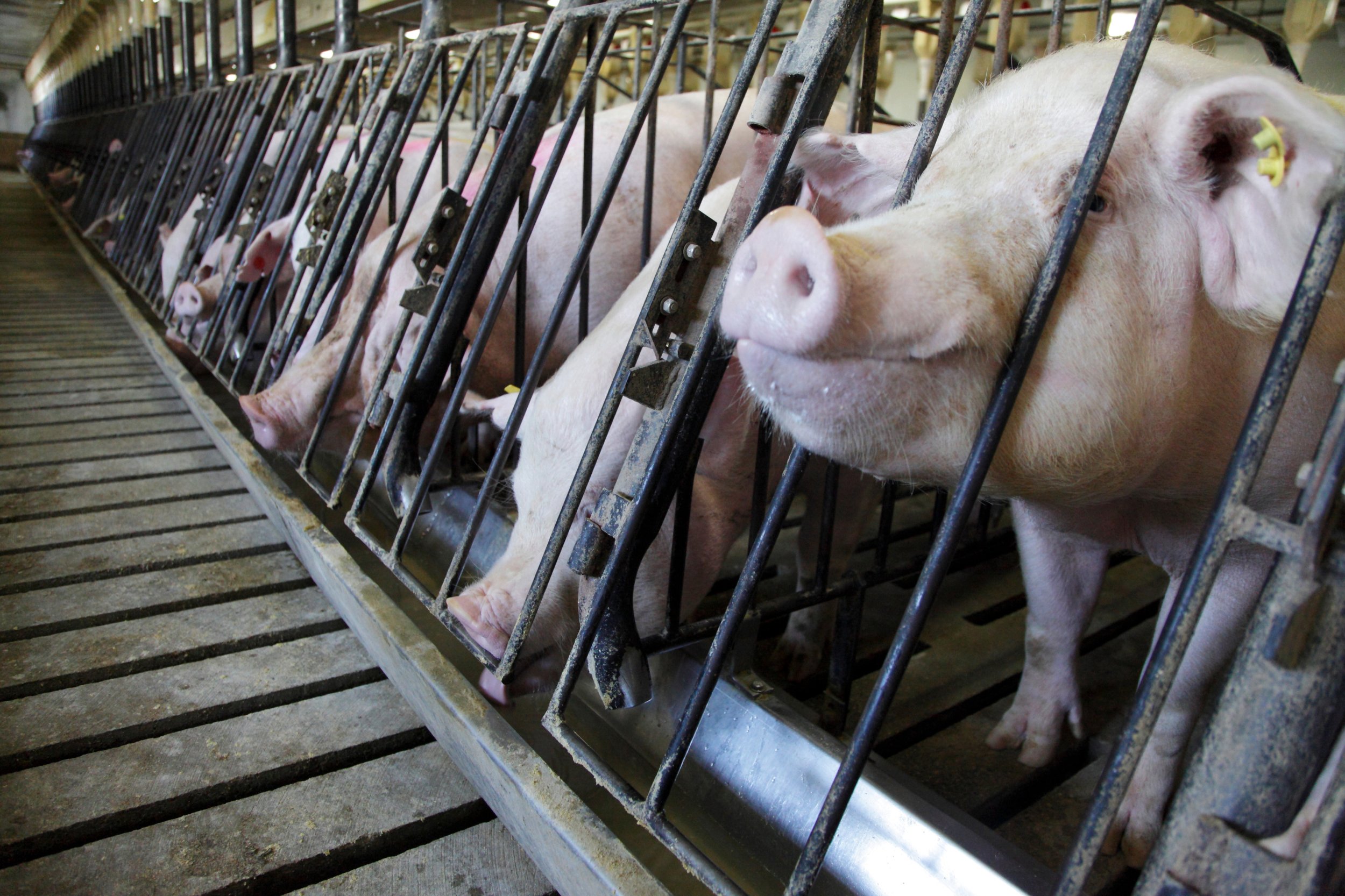 Среди свиней. Шувалово свинокомплекс Кострома. Свинарники для хряков – производителей. Свиньи на ферме. Свиньи на свинокомплексе.