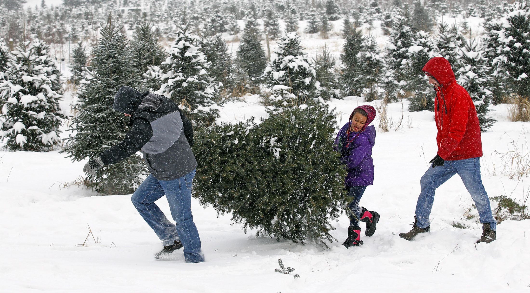 Real vs. Fake Christmas Tree Facts: 7 Differences, Pros, Cons Of ...