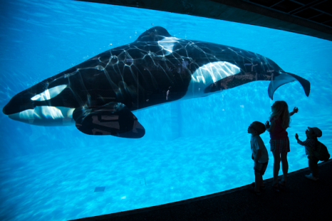 SeaWorld is set to open its first location in Abu Dhabi in 2022, but the park will not feature any orcas.