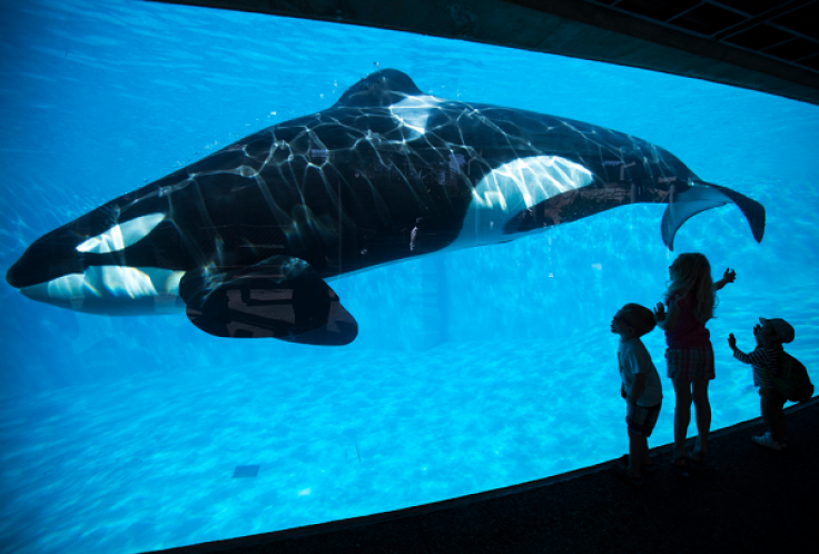 SeaWorld is set to open its first location in Abu Dhabi in 2022, but the park will not feature any orcas.