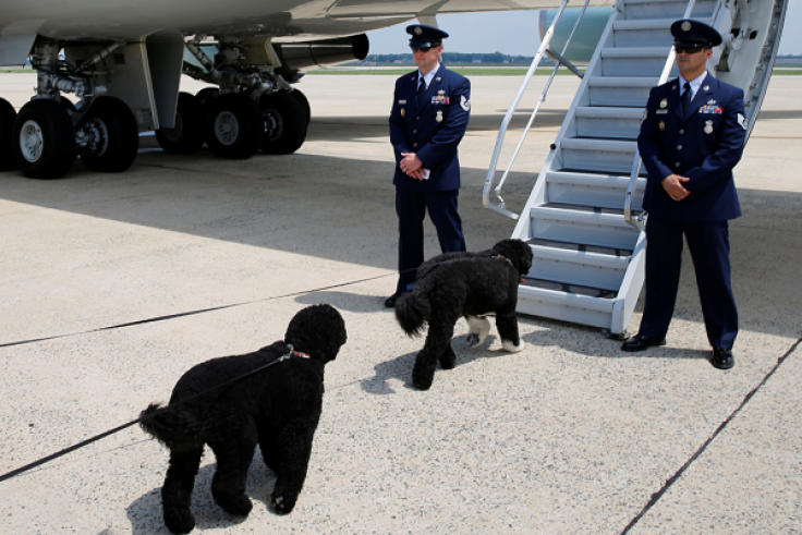 Everything you need to know before boarding a flight with a pet during the holidays.