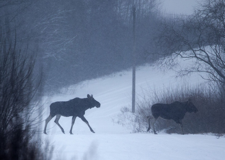 Elk