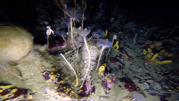 antarctica underwater habitat