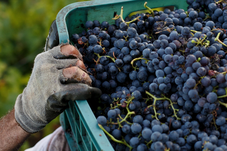 Grapes Spain