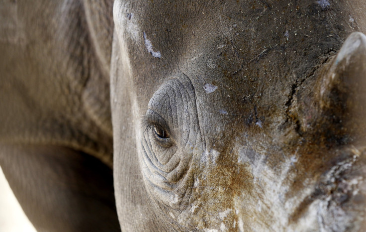 White Rhino