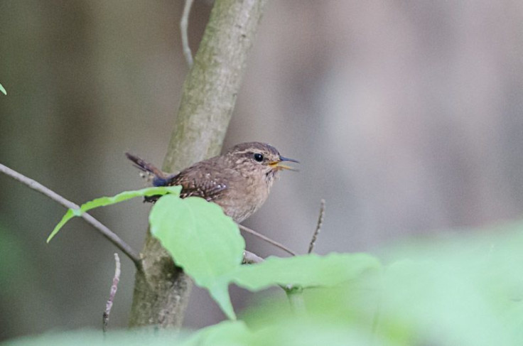 PacificWren