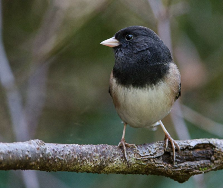 DarkEyedJunco