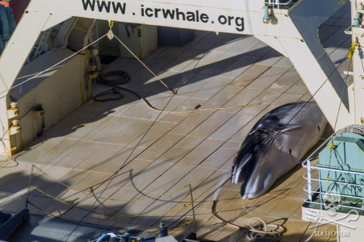 Dead minke whale Japan