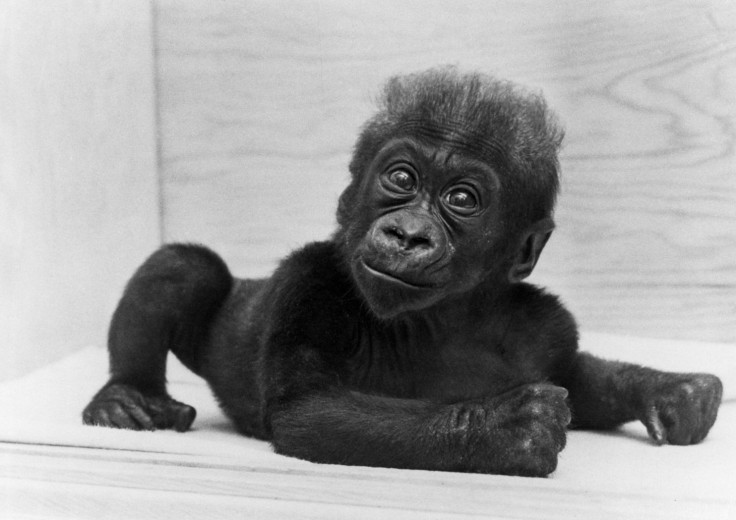 Gorilla (Colo) 1957 445 - Columbus Zoo and Aquarium